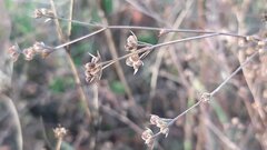 Bupleurum tenuissimum