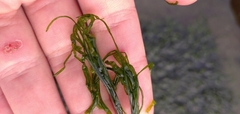 Ulva intestinalis