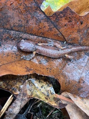 Ensatina eschscholtzii