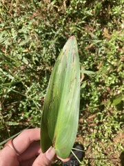 Pontederia cordata