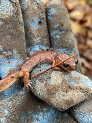 Ensatina eschscholtzii