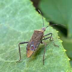 Phthiacnemia picta
