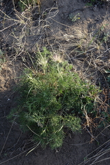 Pulsatilla turczaninovii