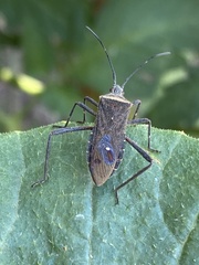 Phthiacnemia picta