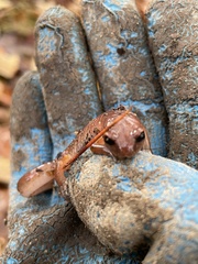 Ensatina eschscholtzii