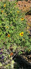 Encelia asperifolia