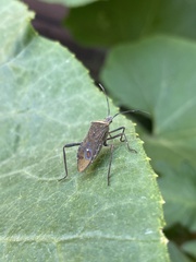 Phthiacnemia picta