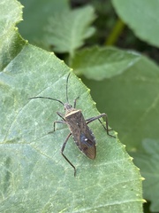 Phthiacnemia picta