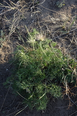 Pulsatilla turczaninovii