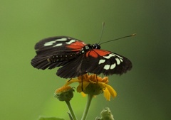 Heliconius
