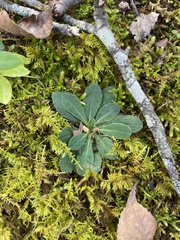 Pilosella officinarum