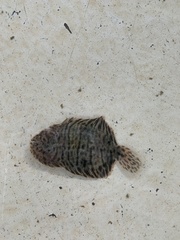 Trinectes maculatus