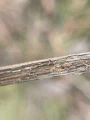 Antistrophus