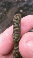 Botryllus