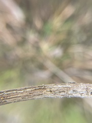 Antistrophus