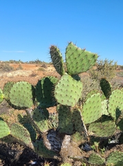 Opuntia clarkiorum