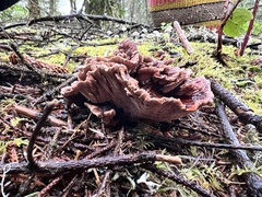 Phellodon tomentosus