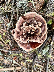 Phellodon tomentosus