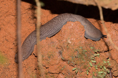 Urocyclus kirkii