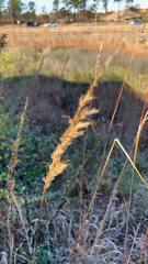 Sorghastrum nutans