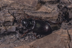 Amara hiogoensis