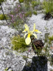 Moraea anomala