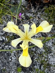 Moraea anomala