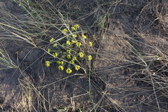 Odontarrhena obovata