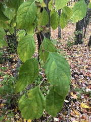 Parallelodiplosis subtruncata