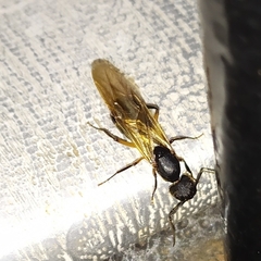 Camponotus renggeri