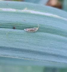 Acrolepiopsis assectella