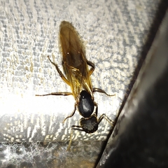 Camponotus renggeri