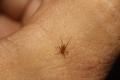 Hippoboscoidea
