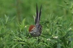 Leptasthenura pileata