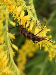 Strangalia sexnotata