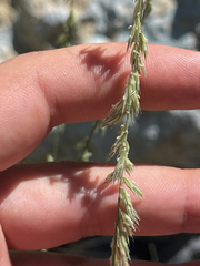 Bouteloua reflexa