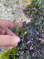 Indigofera ovata