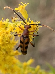 Strangalia sexnotata