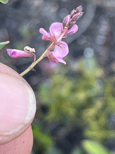 Image of Indigofera ovata by (c) Charleen Brunke, some rights reserved (CC BY)