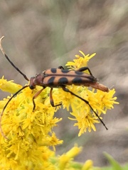 Strangalia sexnotata