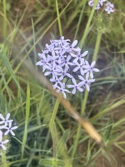 Pentanisia prunelloides prunelloides