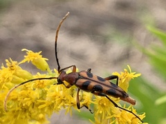 Strangalia sexnotata