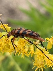 Strangalia sexnotata