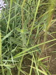 Pentanisia prunelloides prunelloides