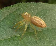 Chira