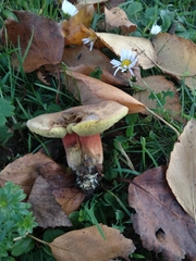 Hortiboletus engelii