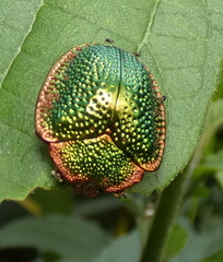 Polychalca punctatissima