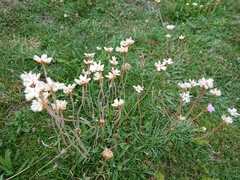 Armeria maritima maritima