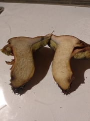 Hortiboletus engelii