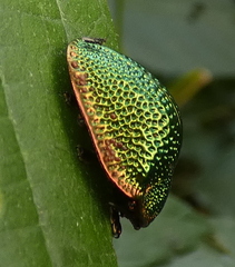 Polychalca punctatissima